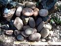 potato rocks and pyrite rocks 003.jpg